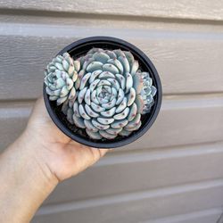 4” Succulent