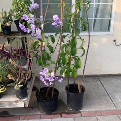 Flowers Plant 