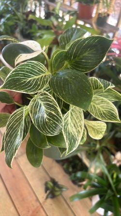 Philodendron