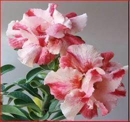 6” desert rose first picture for reference
