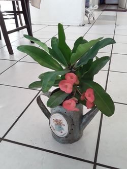 Corona de Cristo flor rosa y grande
