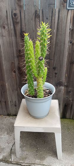 Cactus