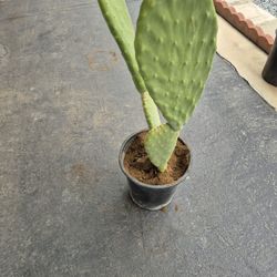Cautus (Nopal)