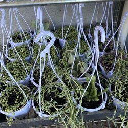 Small hanging planters