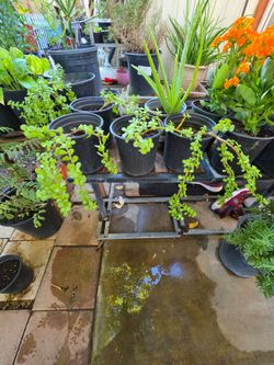 Elephant plants