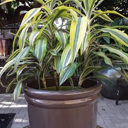 Lemon Lime Plant In A Ceramic Pot 16” W X 34” H No Delivery