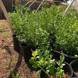 Boxswood Green 1 Gallon 3$