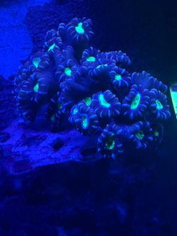 Nightmare Candy Cane Cor@ls