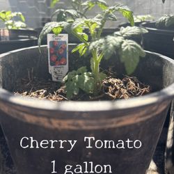 Cherry Tomato Plant (1 gallon ) $5 