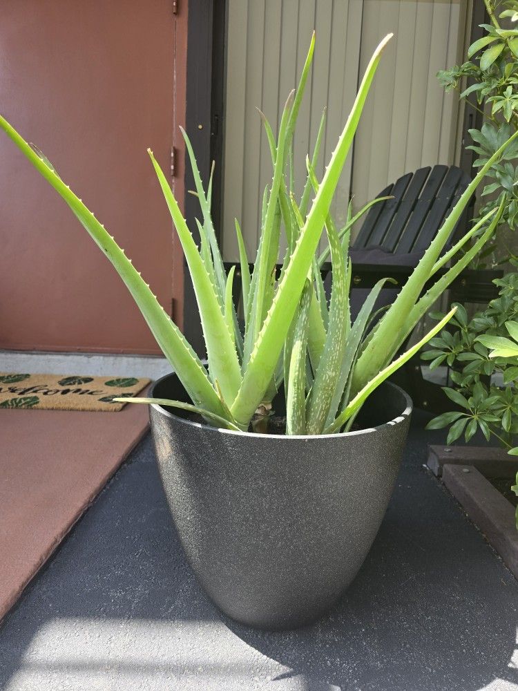 2 HUGE Aloe Plants In 24 Inch Pots