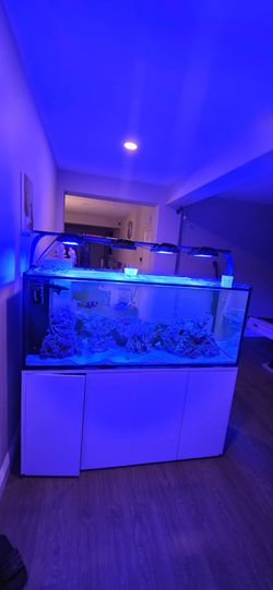 Fish tank