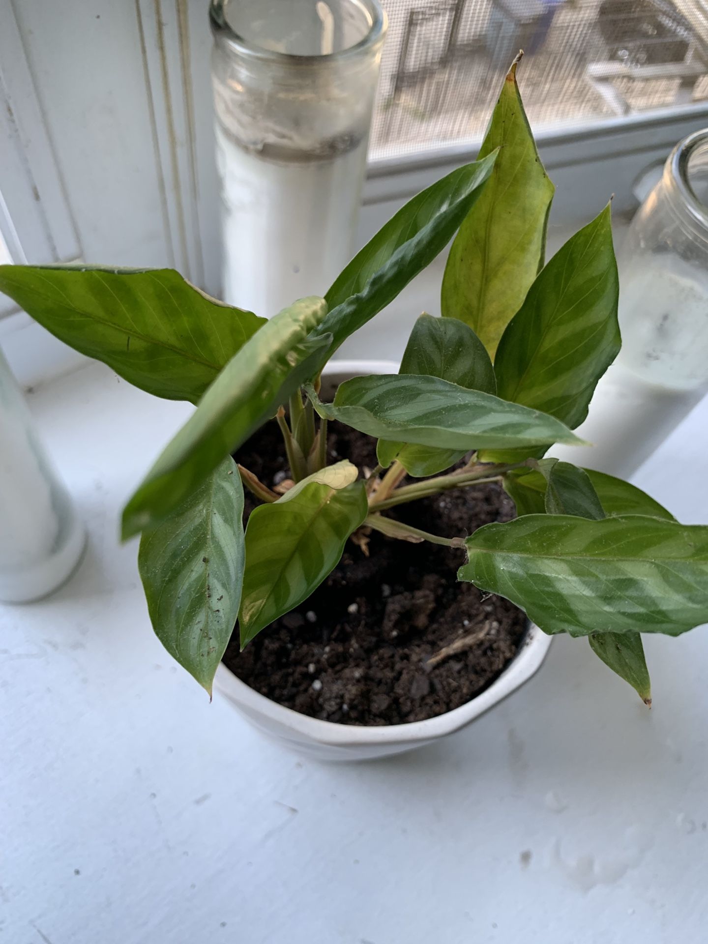 Plant in Ceramic Pot