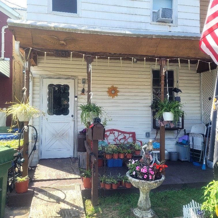 Variagated And Hawaiian Spider Plants In 12 Inch Hanging Pots