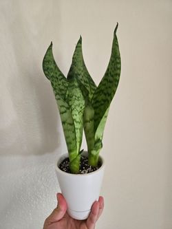 Live Snake plant