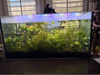 Plants aquariums