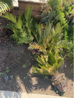 Plants
