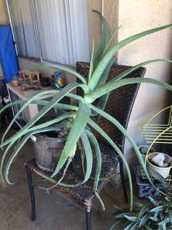 Aloe Vera