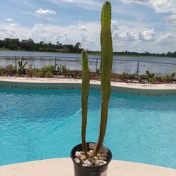 28", 20" Peruvian Apple Cactus Rooted In Pot $55 -Ship $10
