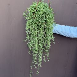 Big String Of Bananas In 6” Pot 