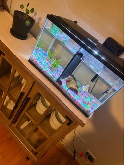 Fish tank with 2 Fishes