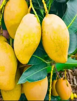 Grafted Mango Tree