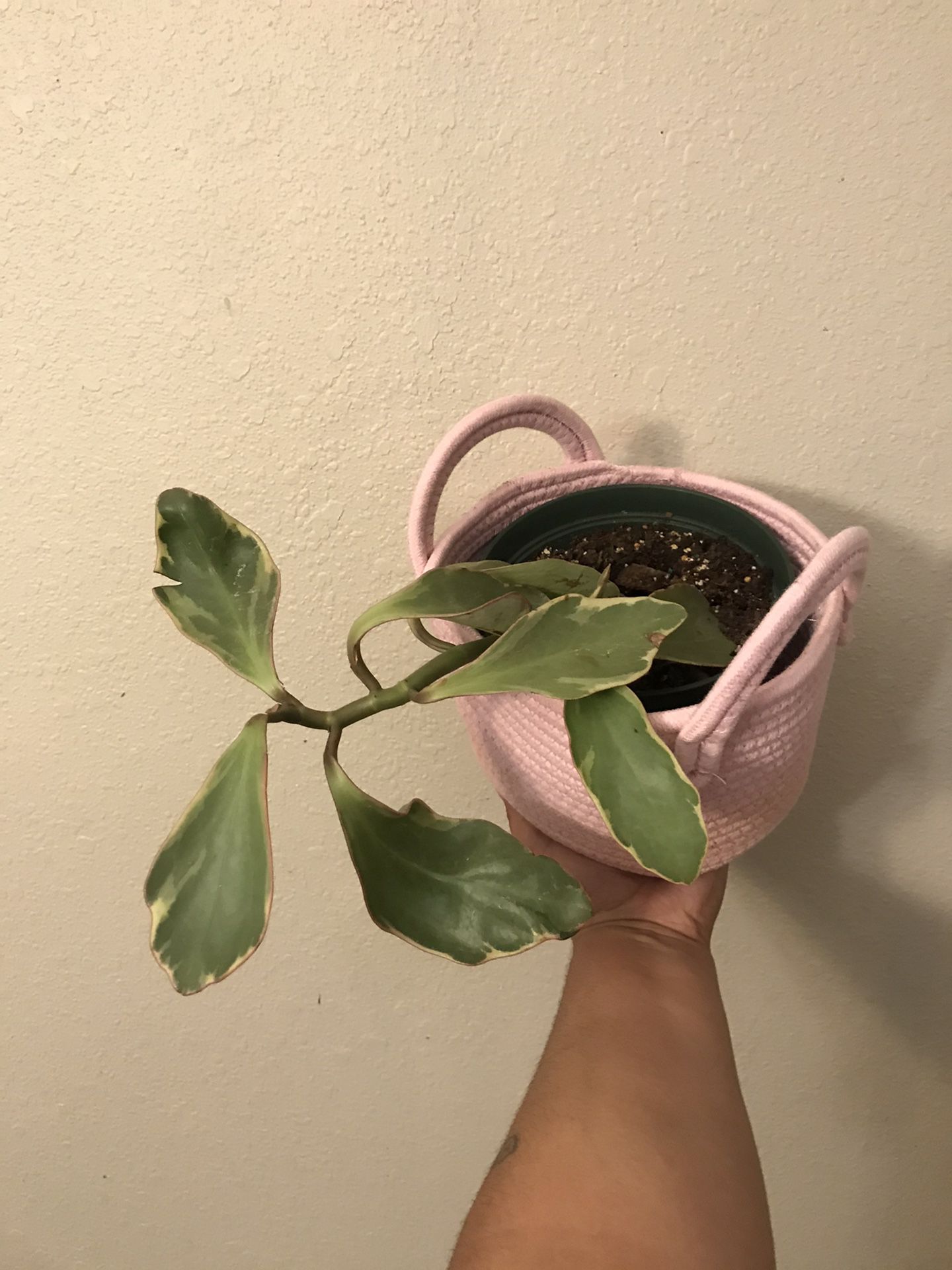 pink peperomia ginny plant