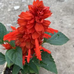 Salvia Plant, In 6 Inch Pot Pick Up Only