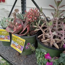 Succulents