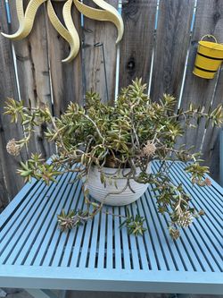 Succulent Plant