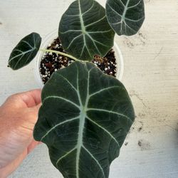 Alocasia (Black Velvet)