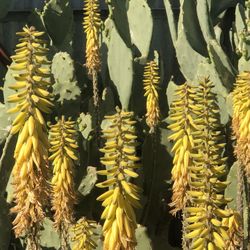 Aloe Vera For Landscaping Or Medicinal Use