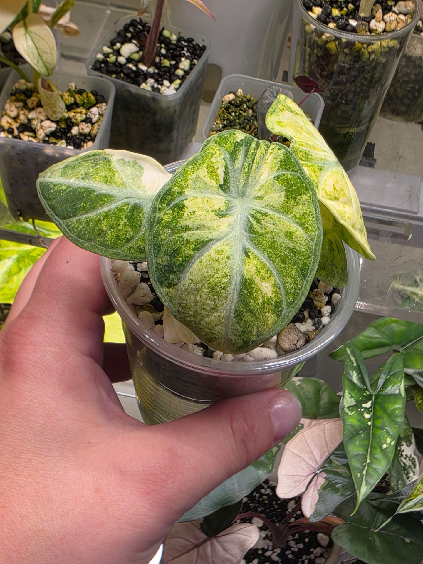 Alocasia Ninja Tricolor