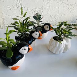 Mini Planters With Plants- Plants Can Be Changed Out 