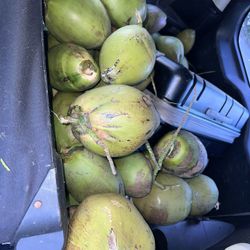 Fresh Water And Meat Coconuts