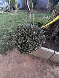Plants