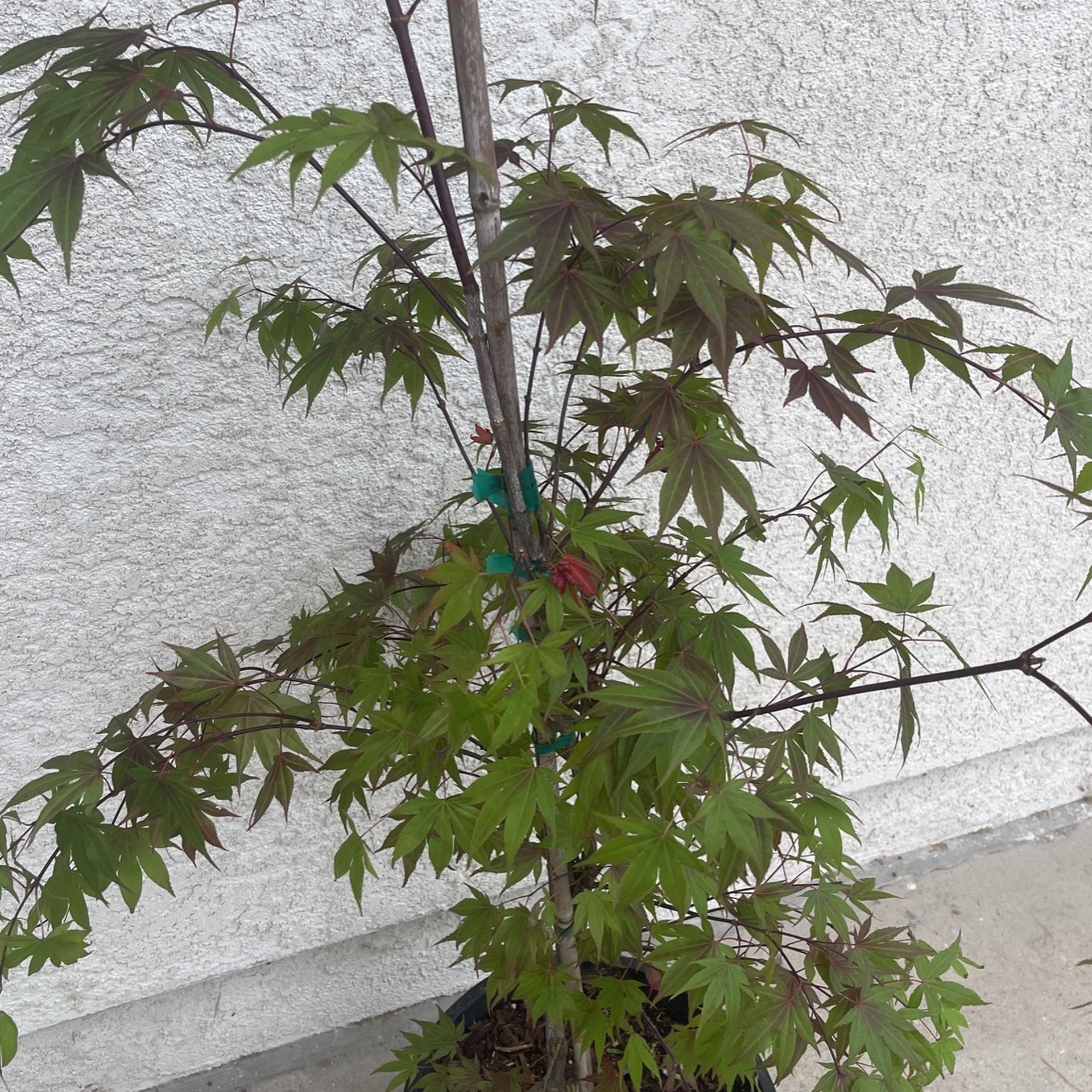 Japanese Maple (7' Tall)