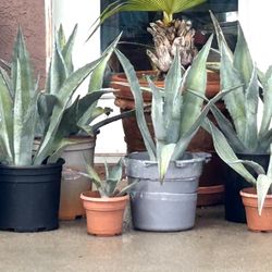 Agave Plants - $10 to $20