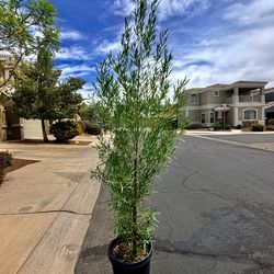 Plants/Trees