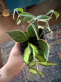Hoya Polyneura Jasminka