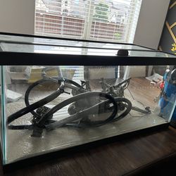 6month Old 40gallon Tank And Canister Filter For Sale