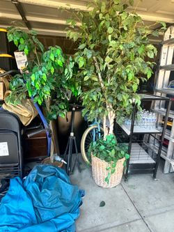 Ficus trees- fake tree