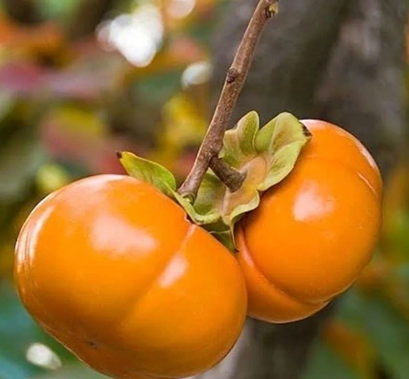 Persimmon Tree