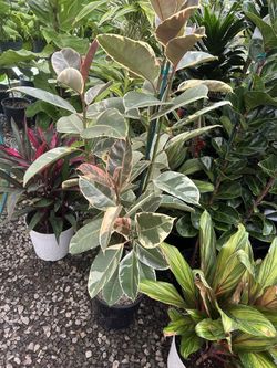 Rubber Plant Around 3-4 Feet 