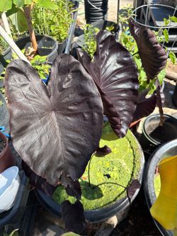 Purple Taro
