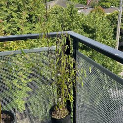 Bamboo