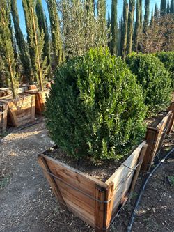 Boxwood globes