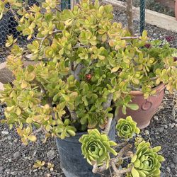 Succulent