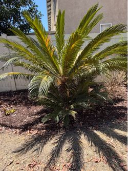 Free Sago Palm