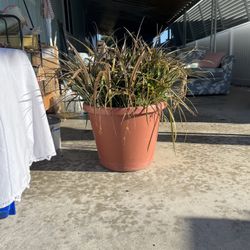 Fun Potted Plant