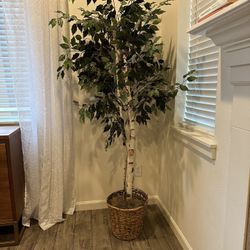 Large Faux House Plant 